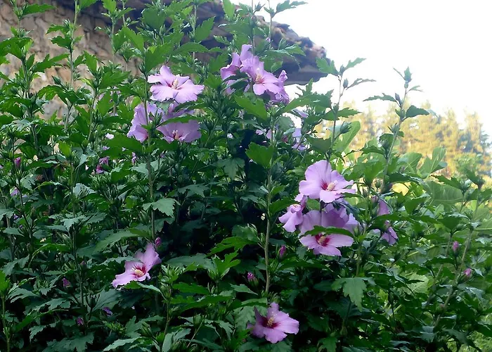 Samelar Apartament *